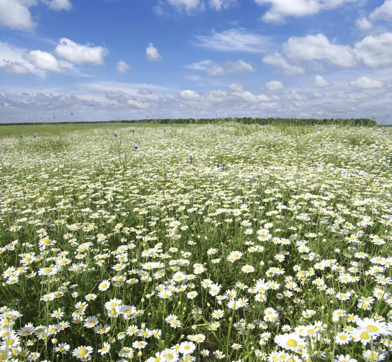 Field of chamomile flowers
